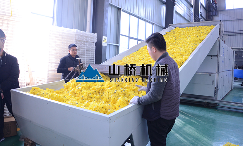 菊花烘干機5大特點值得關(guān)注！(圖1)